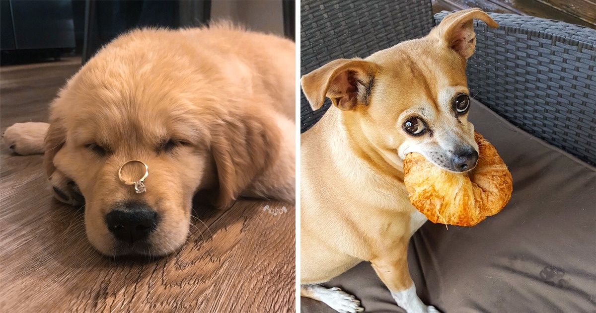 A Guy on Twitter Rates Dogs So Hilariously, It Brought Him 7 Million Followers