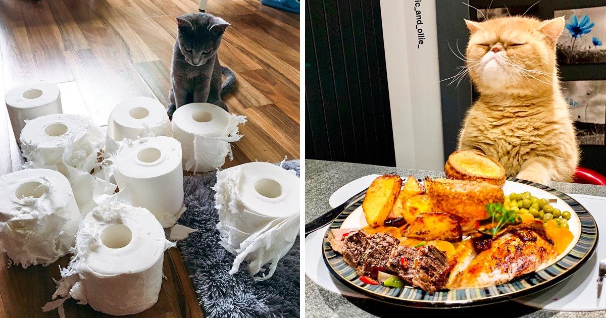20+ Dramatic Photos That Prove Cats Won’t Let You Get Bored