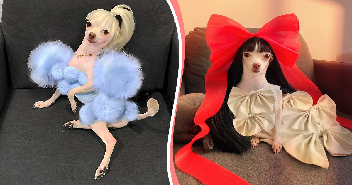Meet the Tiny Dog Who Has Become the Internet Sensation Because of Her Feminine Looks Meet the Tiny Dog Who Has Become the Internet Sensation Because of Her Feminine Looks