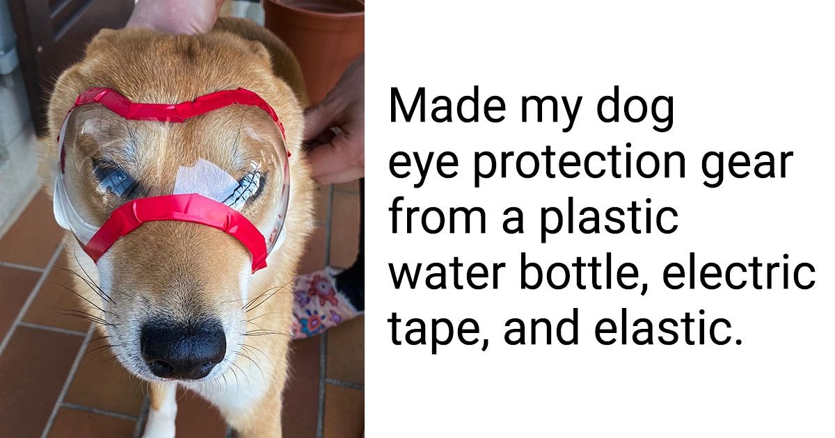 15+ Hoomans Who Went the Extra Mile to Make Their Pets’ Lives Easy