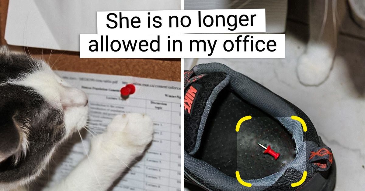 18 People Who Wanted a Pet but Got a Naughty Roommate Instead