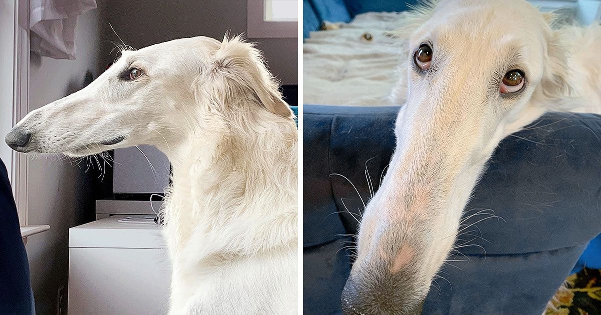 15+ Animals Gifted With a One-of-a-Kind Appearance That Will Charm Your  Pants Off