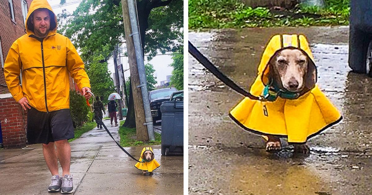 10+ People Who Went the Extra Mile for Their Pets 10+ People Who Went the Extra Mile for Their Pets