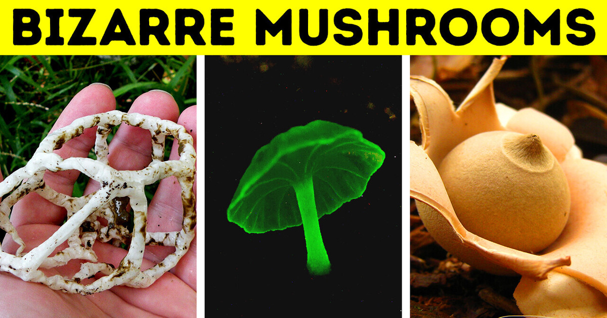 What’s Up With These Weird-Looking Mushrooms?