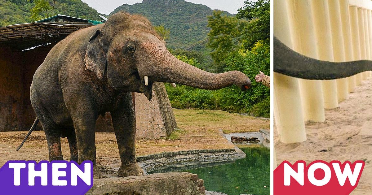 After 35 Years in Solitude, the “World’s Loneliest Elephant” Finally Found a New Home After 35 Years in Solitude, the “World’s Loneliest Elephant” Finally Found a New Home