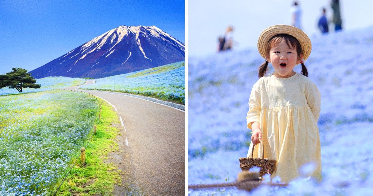 4.5 Million Flowers Start Blooming All at Once and Turn a Japanese Park Into a Fairytale Garden (20 Pics) 4.5 Million Flowers Start Blooming All at Once and Turn a Japanese Park Into a Fairytale Garden (20 Pics)