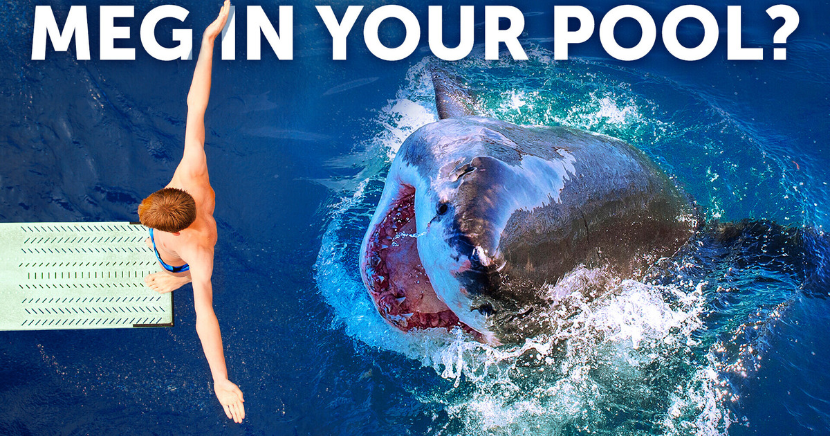 What If Megalodon Was in Your Pool and You Slipped In