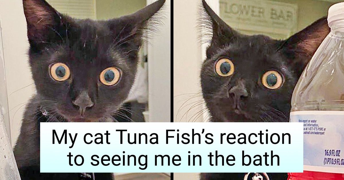 20 Cats Reacting to Events That Are Entirely “New” to Them 20 Cats Reacting to Events That Are Entirely “New” to Them