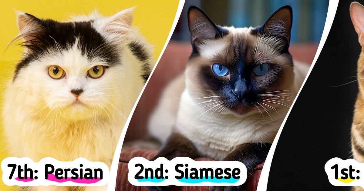8 Cat Breeds That Are Not Ideal for First-Time Cat Owners 8 Cat Breeds That Are Not Ideal for First-Time Cat Owners
