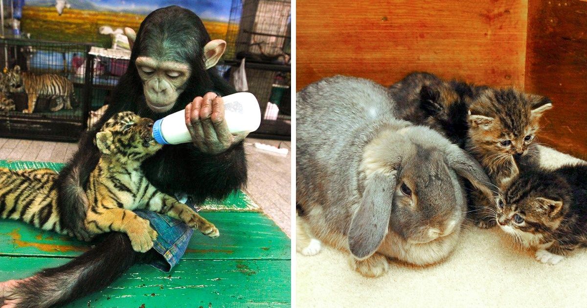 18 Kind Animals That Adopted Other Species / Bright Side