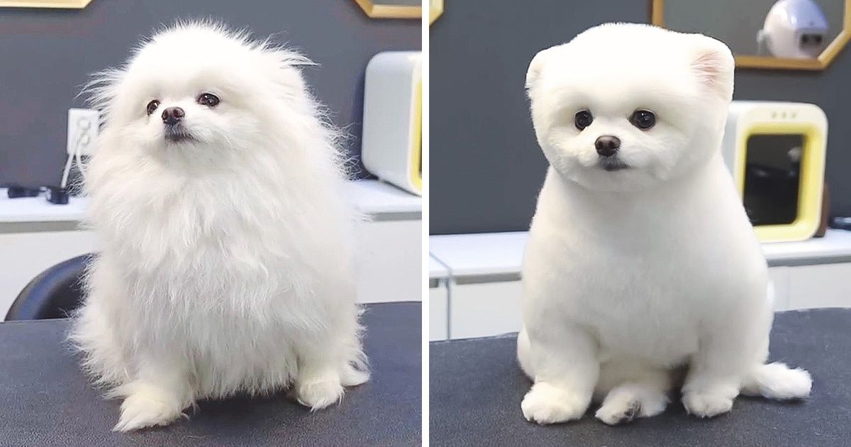 17 People Who Took Their Dog to the Groomer and Got Back a Completely Different Pet