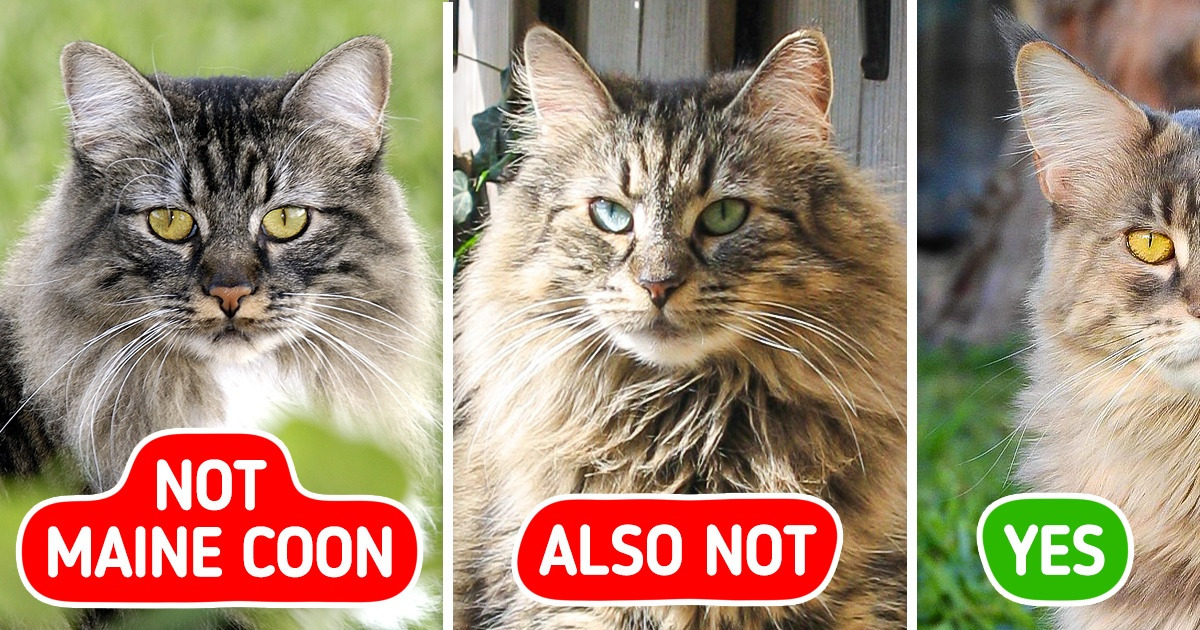 11 Pairs of Cat Breeds That Always Confuse Us 11 Pairs of Cat Breeds That Always Confuse Us