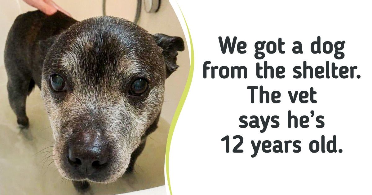 18 Animals Who Didn’t Expect Anything Good From Life, but Fate Still Smiled Down on Them 18 Animals Who Didn’t Expect Anything Good From Life, but Fate Still Smiled Down on Them