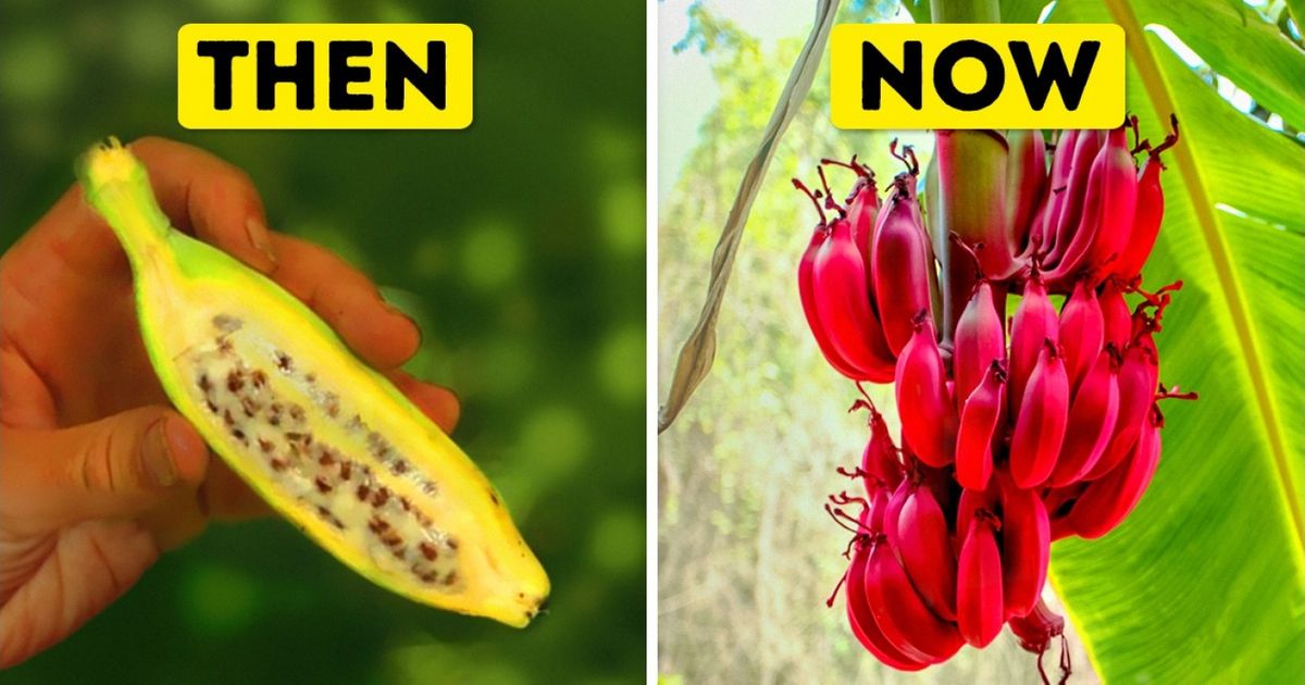 What Our Favorite Foods Looked Like Before Humans Started to Cultivate Them