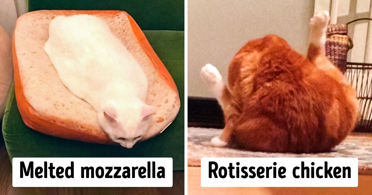 15 Cats Who Made Us Think They Are Food