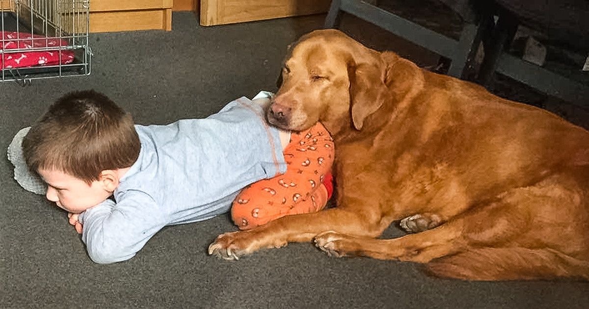 Bright Side Readers Share 21 Photos of Kids With Their Fluffy Besties That Show the True Meaning of Friendship