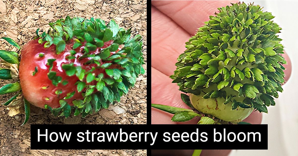 20 Moments When Nature Blew Us Away for the 1,000th Time