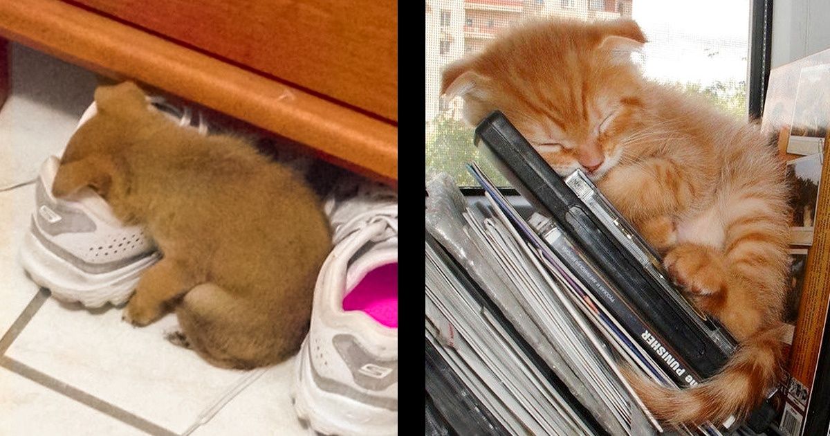 15+ Sweet Sleepyheads Who Were Caught Dreaming in the Most Unexpected Places