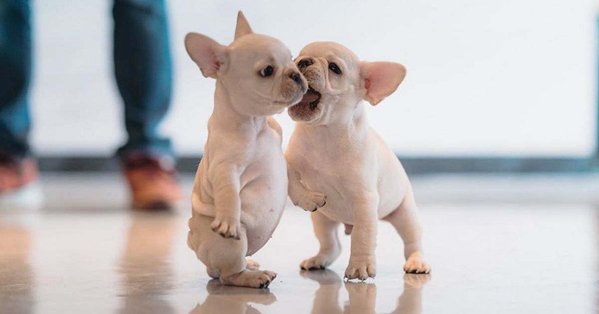 18 Pics That Prove Animals Are an Eternal Source of Happiness 18 Pics That Prove Animals Are an Eternal Source of Happiness