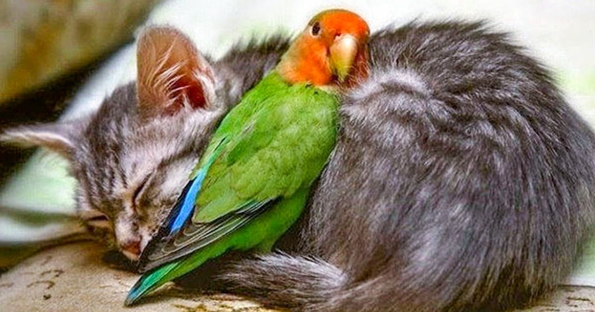 20 Photos Proving That Animals Can’t Live Without Love