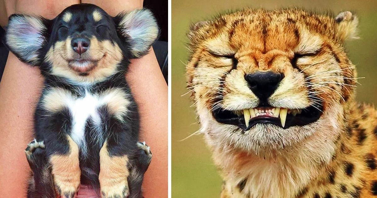 22 Photos Proving That Animals Have No Less Emotions Than We Do 22 Photos Proving That Animals Have No Less Emotions Than We Do