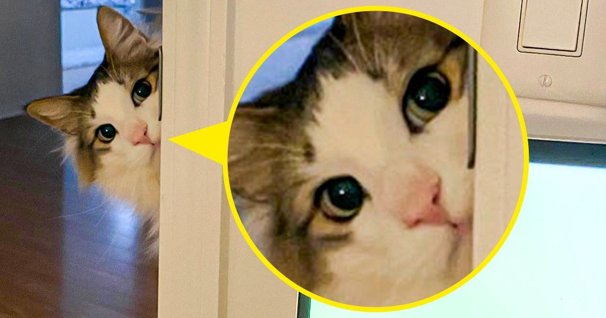 21 Special Cat Moments That Were Just Begging to Be Captured in a Picture