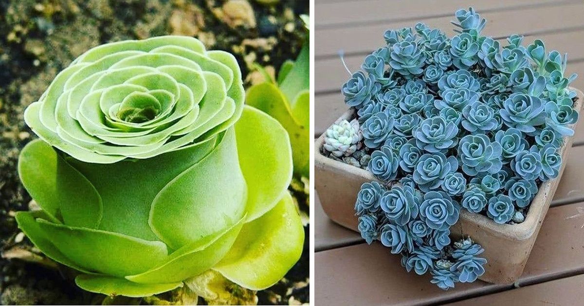 20 Photos of Succulents That Can Turn Your Home Into a Thriving Rosarium
