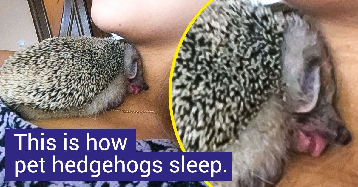 19 Animals Who Might Beat Cats and Dogs in the Cuteness Competition 19 Animals Who Might Beat Cats and Dogs in the Cuteness Competition