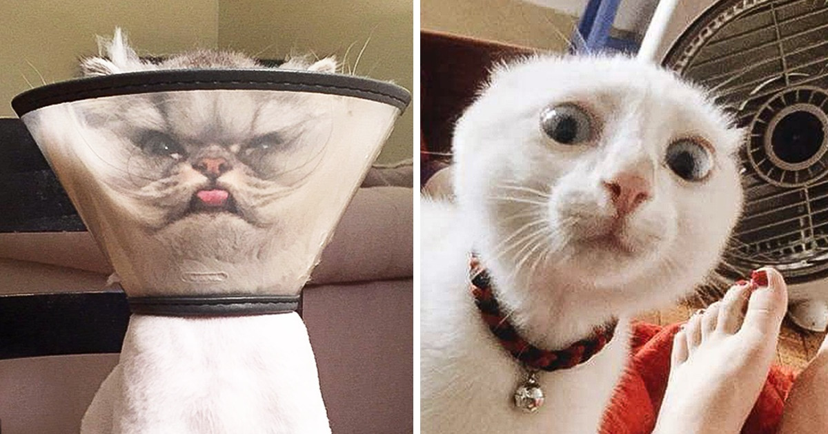 18 Pets Who Could Play the Lead in Any Hollywood Drama 18 Pets Who Could Play the Lead in Any Hollywood Drama