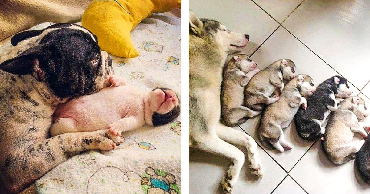 20 Furry Moms That Will Bring You a Good Mood