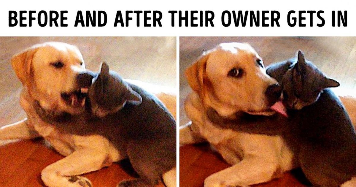 20 Funny Pics Of Cats And Dogs Living Together Bright Side