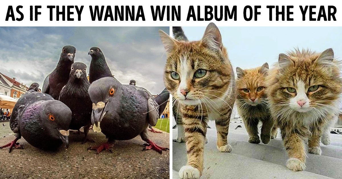 16 Animals Whose Charisma Is Truly Unsurpassable