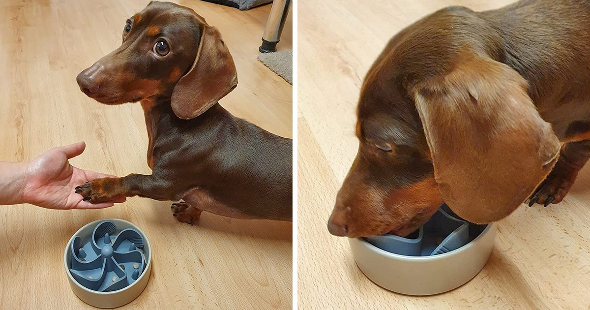 Personalised Slow Feeder Dog Bowl to Slow Down Eating Paw 
