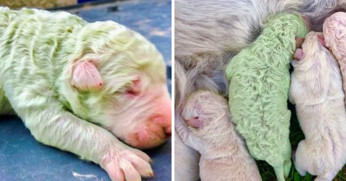 Meet Pistachio, a Green Puppy That Was Born in Italy Two Years Ago Meet Pistachio, a Green Puppy That Was Born in Italy Two Years Ago