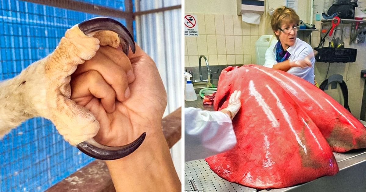 20+ Eye-Opening Photos for People Who Think They’ve Seen Everything