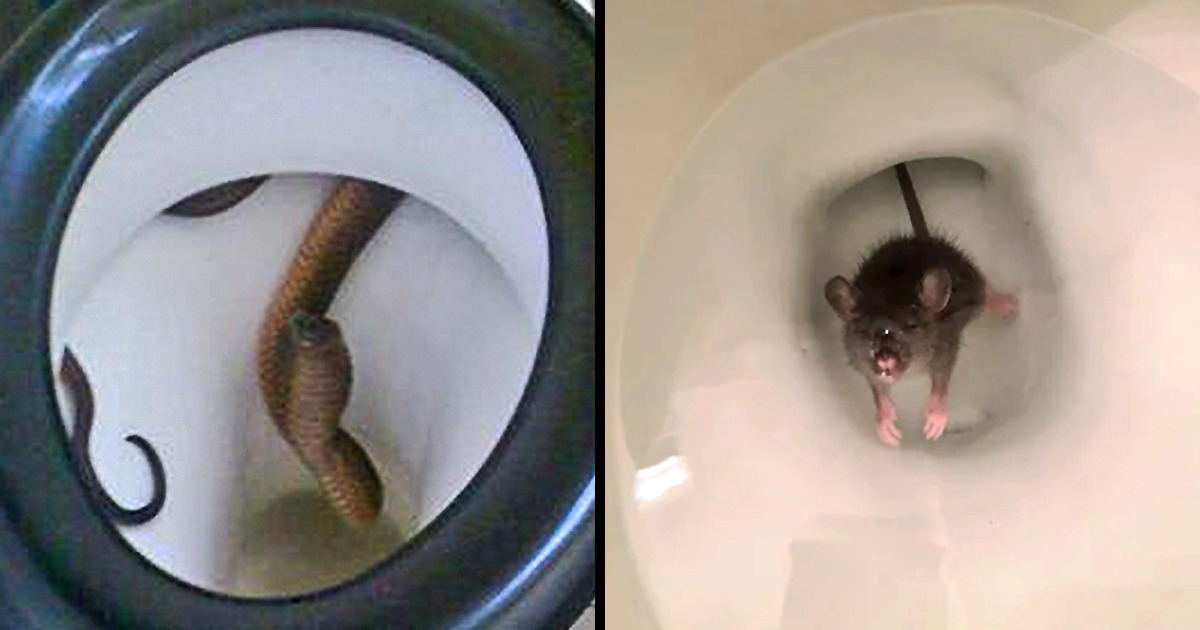 5 Smart Creatures That Only Need a Tiny Crack to Enter Your Home 5 Smart Creatures That Only Need a Tiny Crack to Enter Your Home