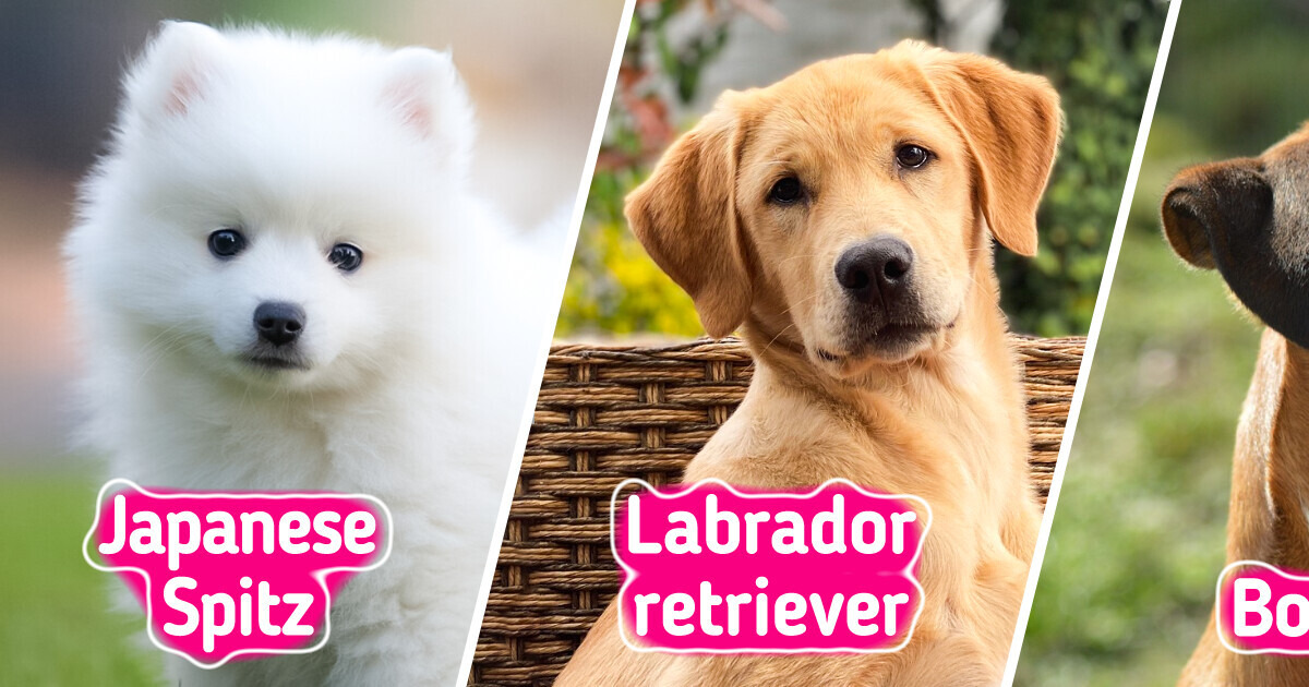 8 Dog Breeds That Are Perfect for Families With Kids 8 Dog Breeds That Are Perfect for Families With Kids
