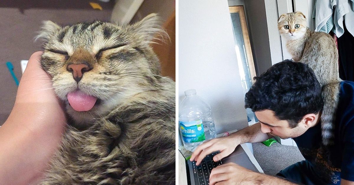 19 Cats Who Found the Most Special Spots for Ultimate Relaxation 19 Cats Who Found the Most Special Spots for Ultimate Relaxation