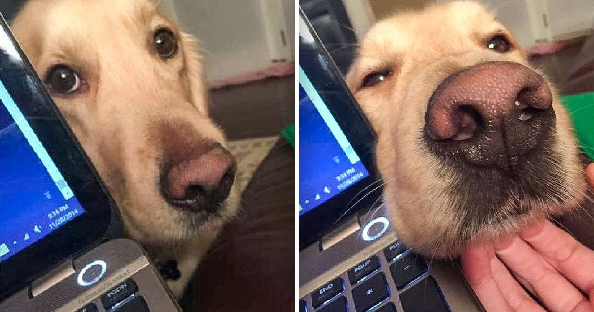 19 Animals Who Can’t Live a Minute Without Their Owners