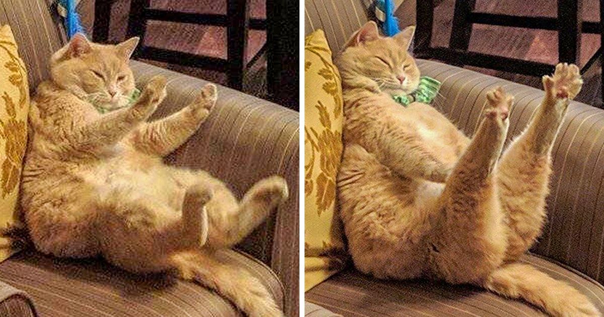 19 Cats That Are Just Too Cool for This Ordinary World
