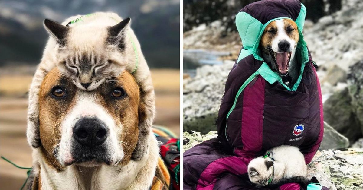 One Traveling Couple Adopted a Dog and a Cat, and Now They