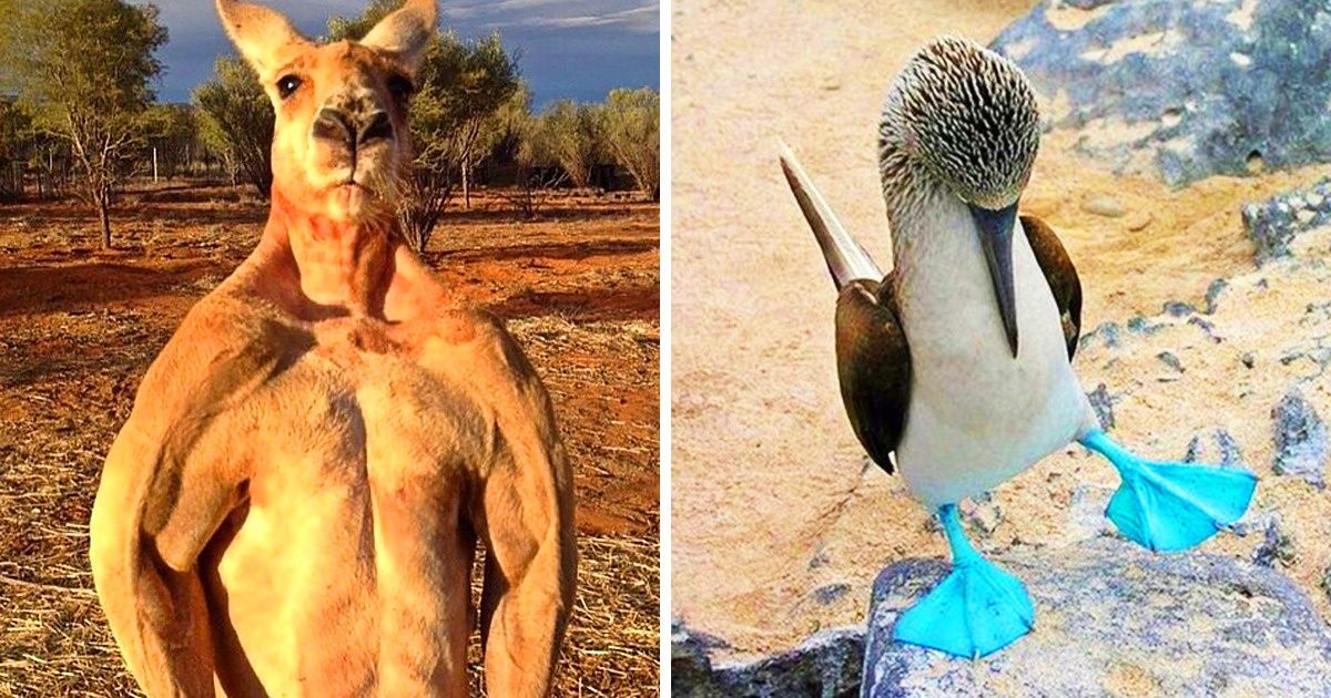 25 Animal Features That Shook Our World a Little