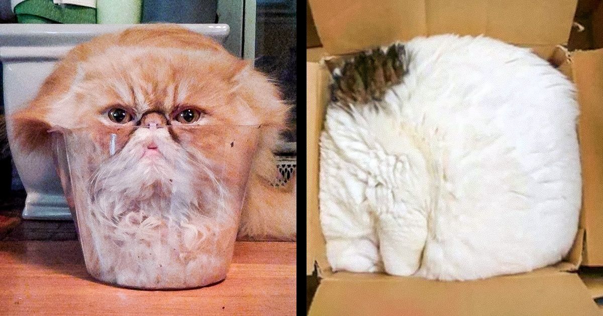 20 Photos Proving That Cats Can Fit Anywhere