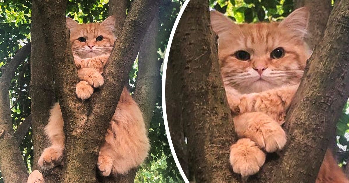 15 Photos of Cats That Prove We Can Never Truly Understand Them