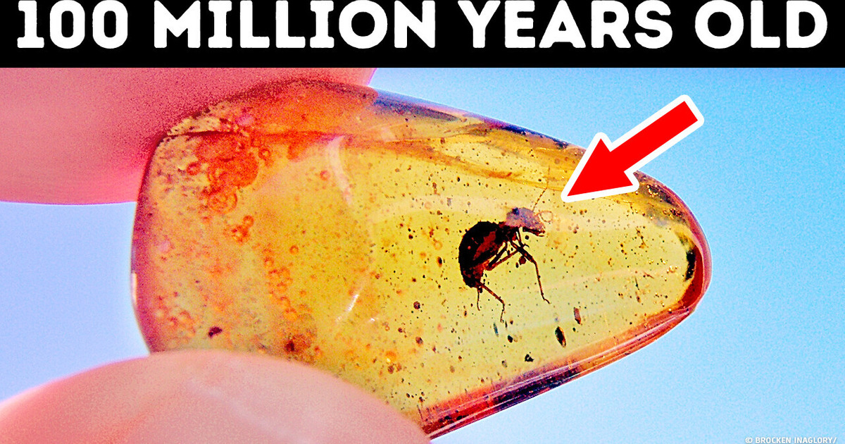This Finding in Amber Changes What We Know About Evolution