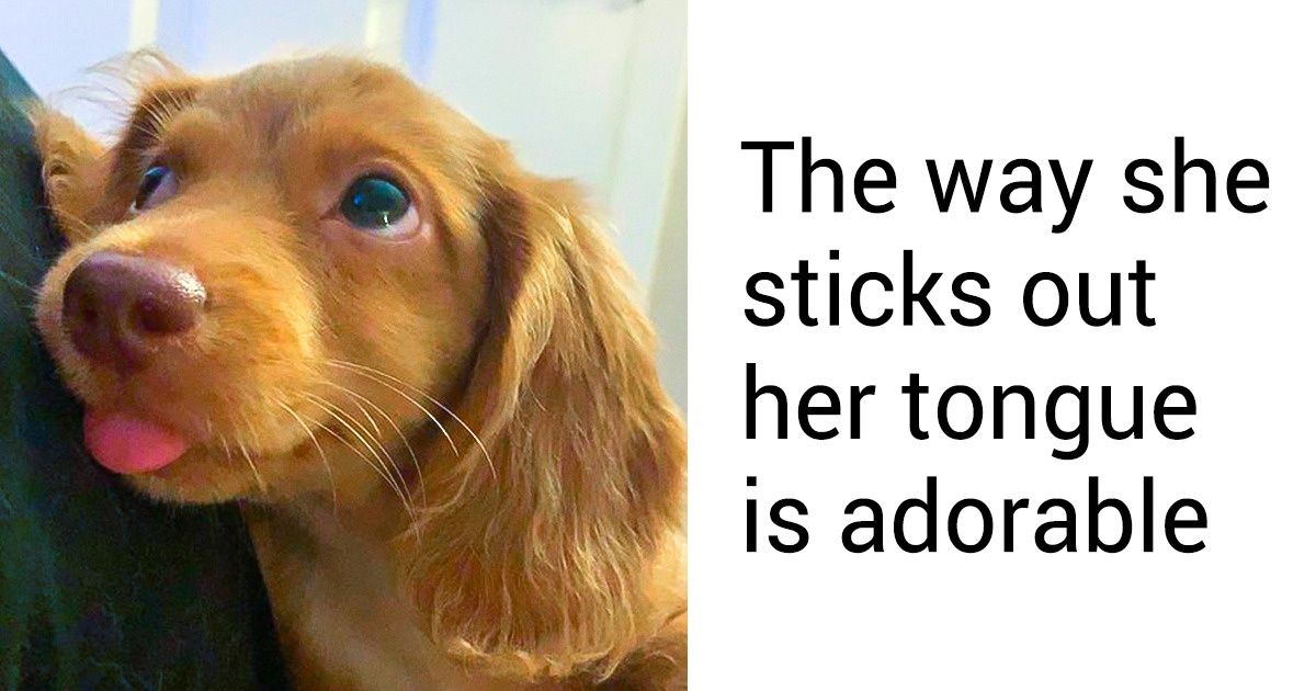 20 Innocent Quirks That Made Us Love Our Pets Even More