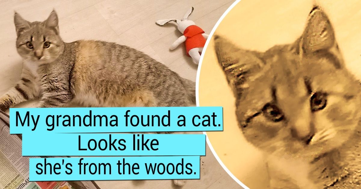 20 Warm Facts Proving That We Don’t Choose Cats, It’s They Who Adopt Us 20 Warm Facts Proving That We Don’t Choose Cats, It’s They Who Adopt Us