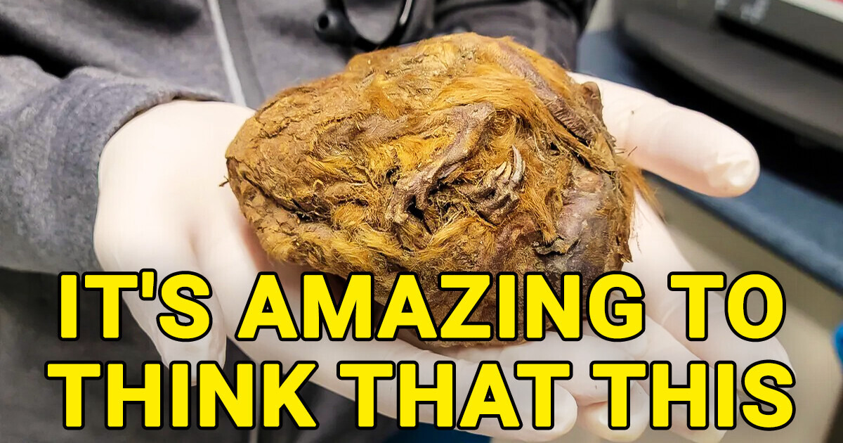 Frozen Fur Ball Reveals Remarkable Secret, It’s 30,000 Years Old, Say Scientists Frozen Fur Ball Reveals Remarkable Secret, It’s 30,000 Years Old, Say Scientists