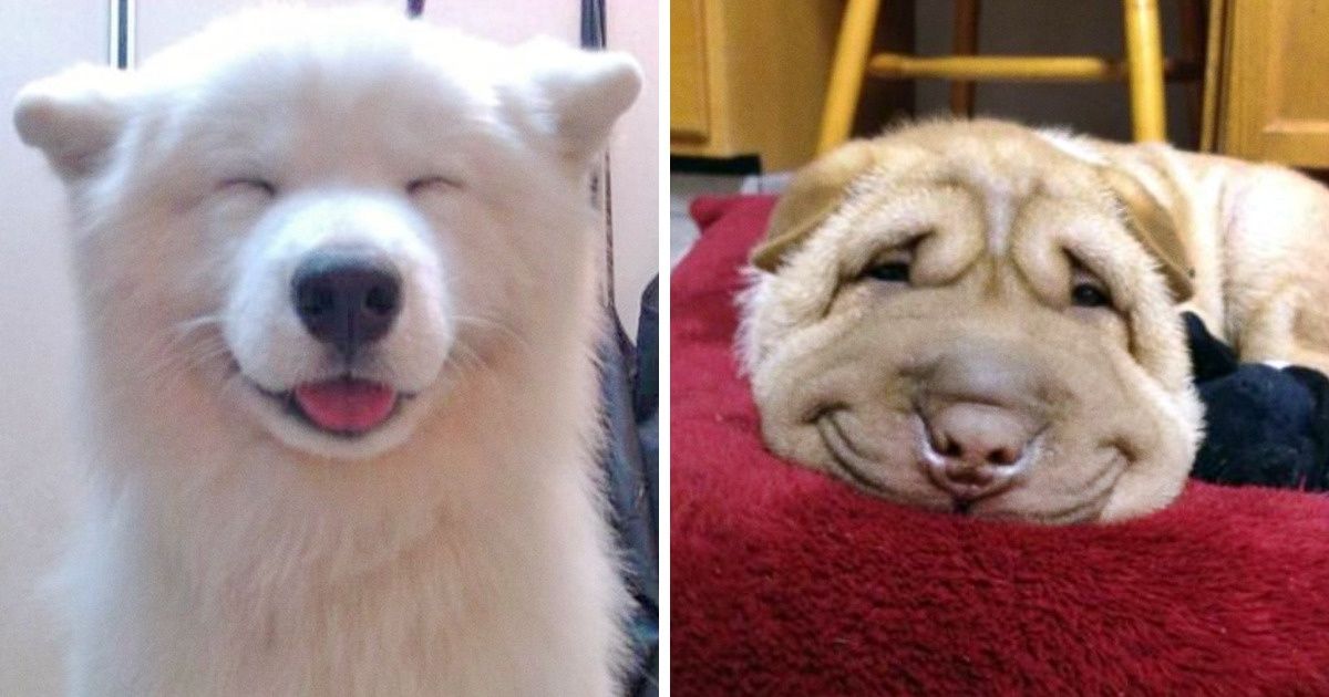 14 Cute Photos That Can Brighten Up Your Life
