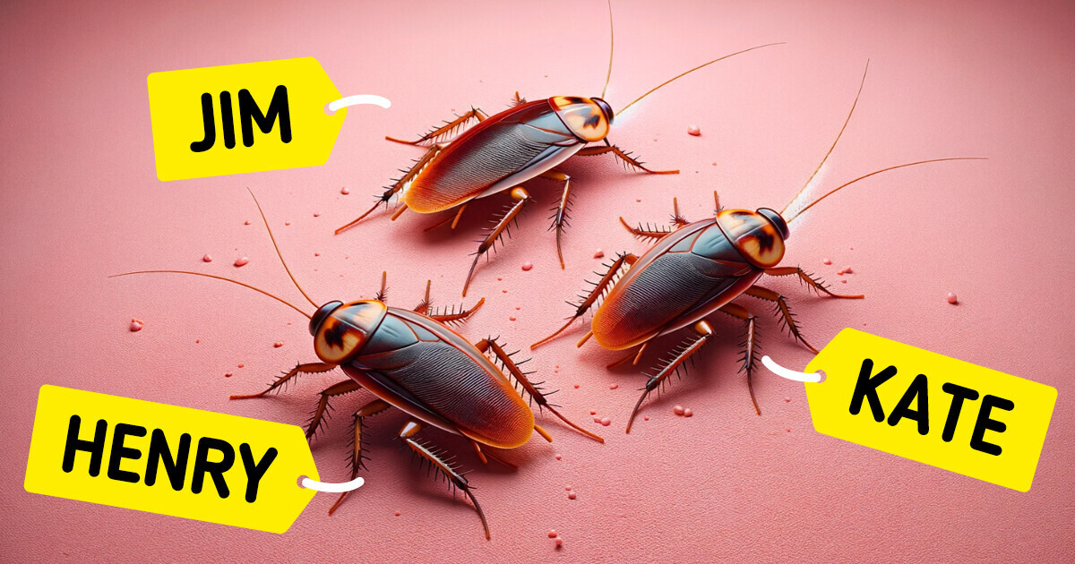 Zoo Offers You To Name a Cockroach After Your Ex and Then Feed It To Animals On Valentine’s Day
